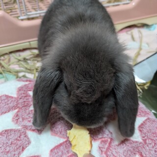 子うさぎ(4ヶ月)　ホーランドロップ