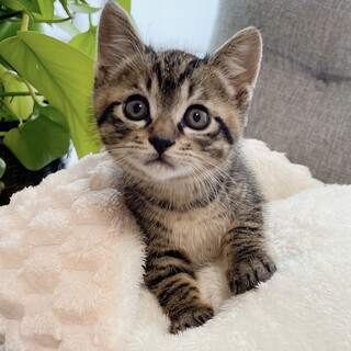 早期不妊手術チップ済み　天性の人好き兄弟1/3