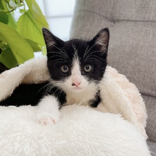 早期不妊手術チップ済み　天性の人好き兄弟2/3