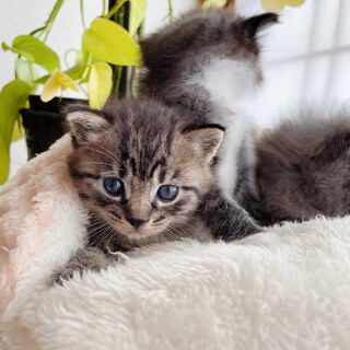 母猫FeLV陽性　不妊手術チップ入り3兄弟1/3