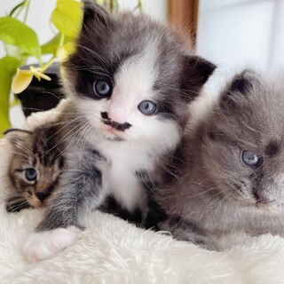 母猫FeLV陽性　不妊手術チップ入り3兄弟2/3