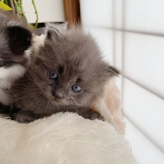 母猫FeLV陽性　不妊手術チップ入り3兄弟3/3