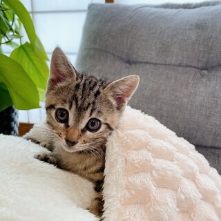 早期不妊手術チップ済み　天性の人好き兄弟3/3