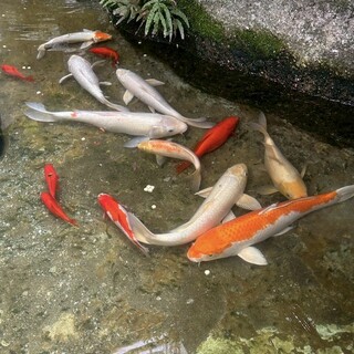 錦鯉・金魚の里親募集(金魚譲渡決定)