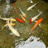 錦鯉・金魚の里親募集(金魚譲渡決定) サムネイル2