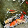 錦鯉・金魚の里親募集(金魚譲渡決定) サムネイル3