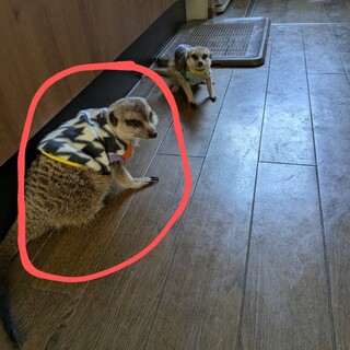 ミーアキャット