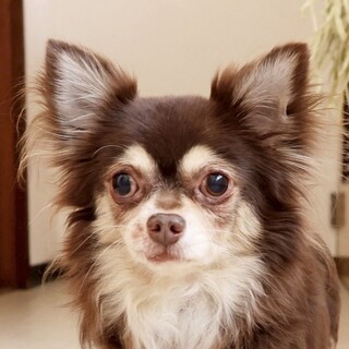 とっても人懐っこいチワワの男の子