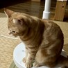 の写真