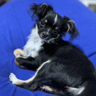 急ぎ里親募集しています