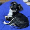 急ぎ里親募集しています サムネイル2