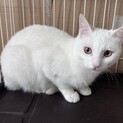 美人な白猫：モモちゃん