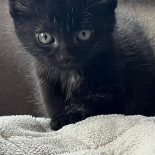 わんぱくなエイトくん