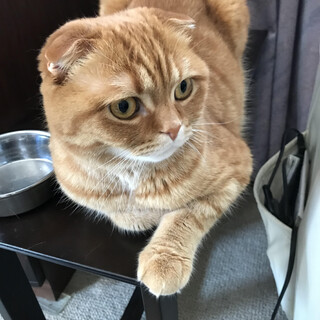 【募集終了】飼い主に従順でちょっと臆病なスコ♂