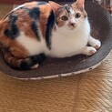 公園猫現場に遺棄された可愛い女の子