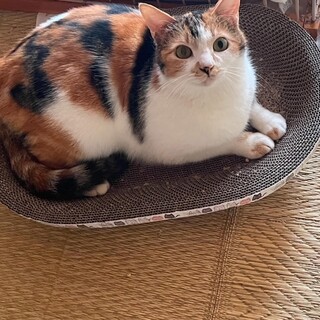 公園猫現場に遺棄された可愛い女の子