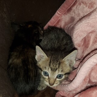 3匹の子猫ちゃんの家族募集！