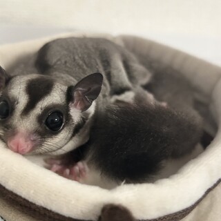 フクロモモンガ(脱囊2ヶ月)ベイビー♂双子