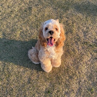 アメリカンコッカースパニエルのミルくん