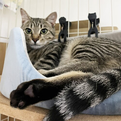 「６月14日の保護猫譲渡会」サムネイル2