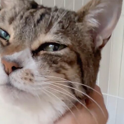 「６月14日の保護猫譲渡会」サムネイル3