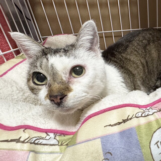 すもも12歳♀高知からやってきたキジ白