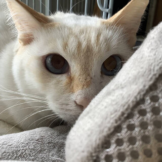 ルリちゃん約4歳♀白に茶のシャム系