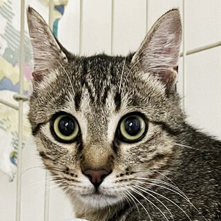 ココ約７ヵ月♂福岡からやって来た仔猫