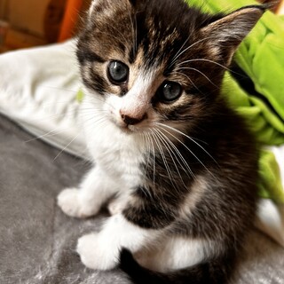 子猫4匹保護しました