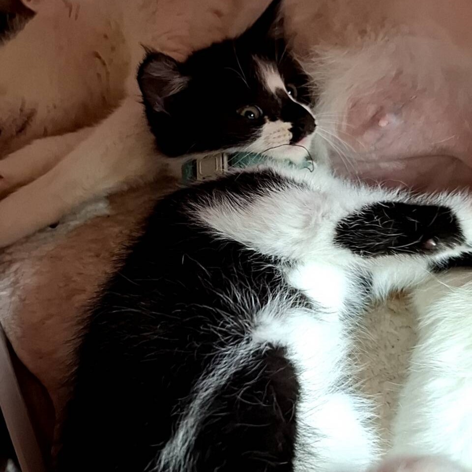 寂しがり屋で甘えん坊ララちゃん2ヶ月位 サムネイル4