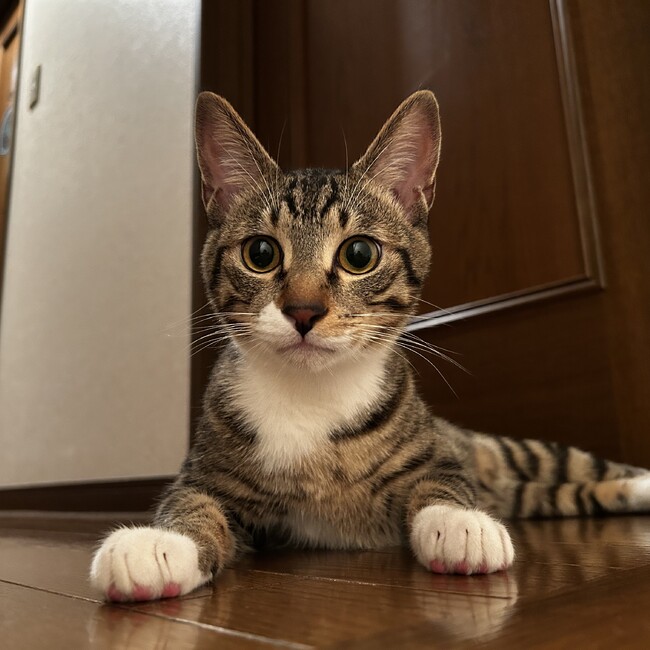 ゆみ　のカバー写真