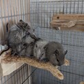 デグーベビー 6匹 (6匹成立)