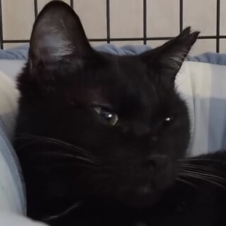 膝の上が大好きで甘えたの黒猫の女の子☆ひーたん！