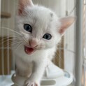生後1か月の子猫です！