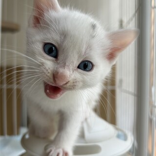 生後1か月の子猫です！