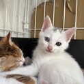 生後1か月の子猫です、