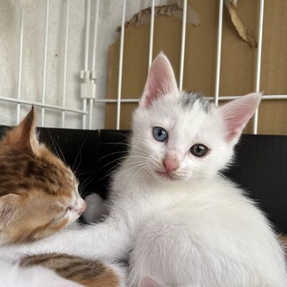 生後1か月の子猫です、