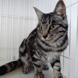 強そうだけど甘えん坊♡アメショMIXのじゅ～けい君