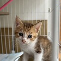生後1か月の子猫です！