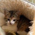 生後1か月の子猫です！