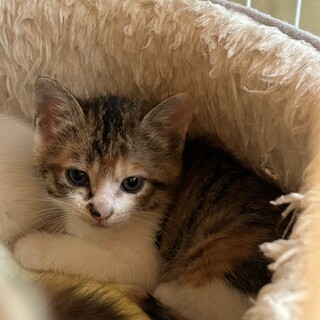 生後1か月の子猫です！
