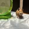 とんかつちゃん