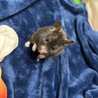 ひょくちゃん