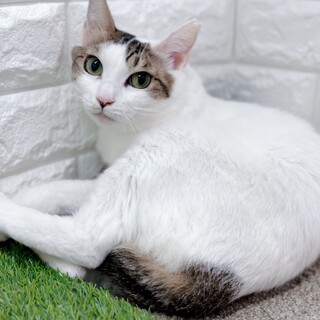 【3/29東日本橋】美猫♡ナンシー美久ちゃん