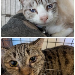 ［あおいちゃん］［こももちゃん］の目の手術について