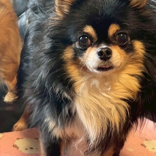 【急募】ロングコートチワワのとんすけくん