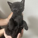 ちっちゃくてもこだわりの強い芯のある子猫