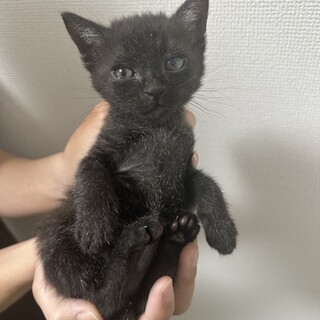 ちっちゃくてもこだわりの強い芯のある子猫