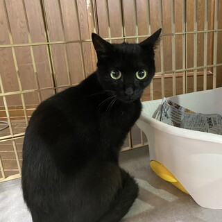 近所の家に迷って居た猫を保護‼︎