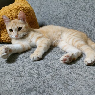 人にも猫にもフレンドリーな男の子♪アポロくん